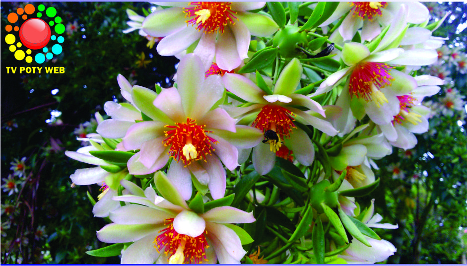 Ora-pro-nóbis: fonte de proteínas, para que serve a planta e como cultivar. Veja aqui.