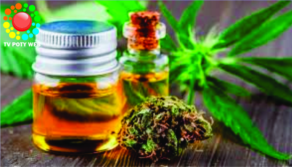 Anvisa apresenta proposta para regulamentar cannabis (maconha) medicinal
