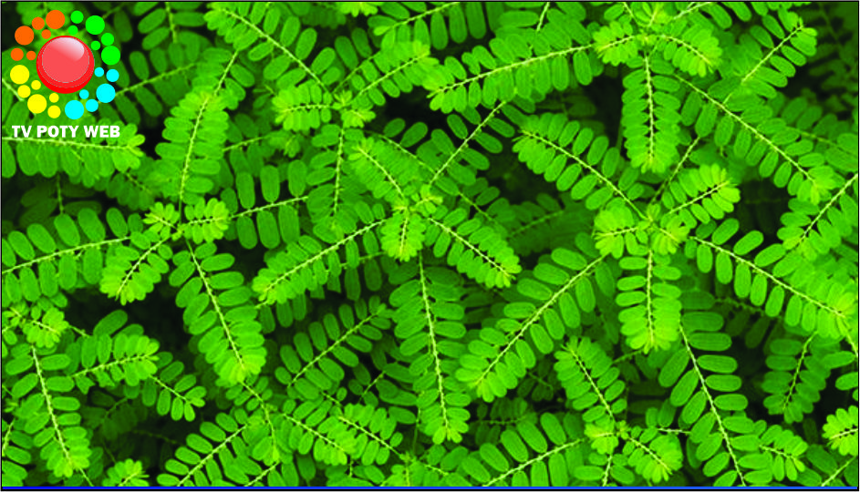 Quebra-pedra, primeiro fitoterápico do SUS. Conheça a planta