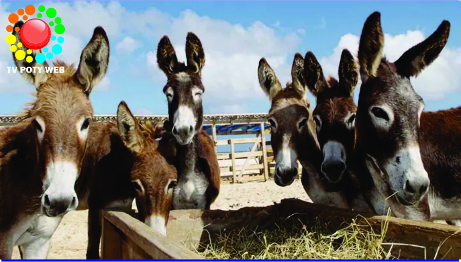 O jumento virou ouro no Brasil!!!