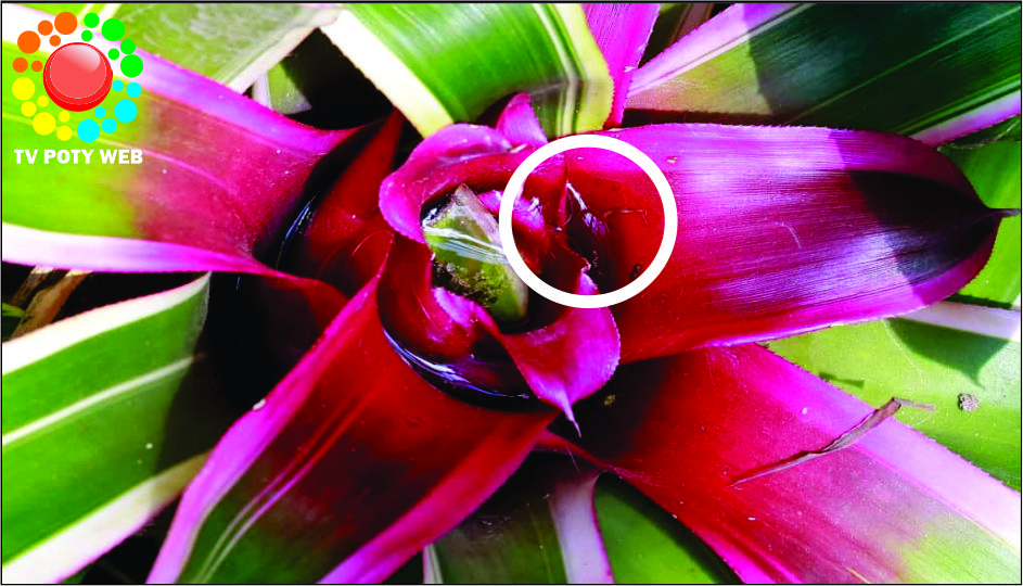 3 plantas que funcionam como um ímã para atrair escorpiões