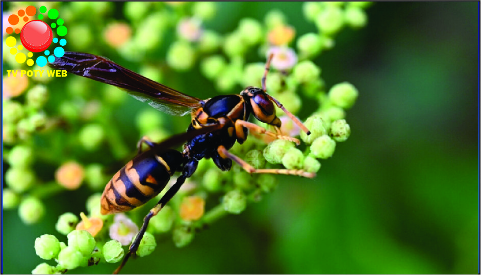 Brasileira descobre em veneno de marimbondo a ‘arma’ secreta que pode travar o Alzheimer