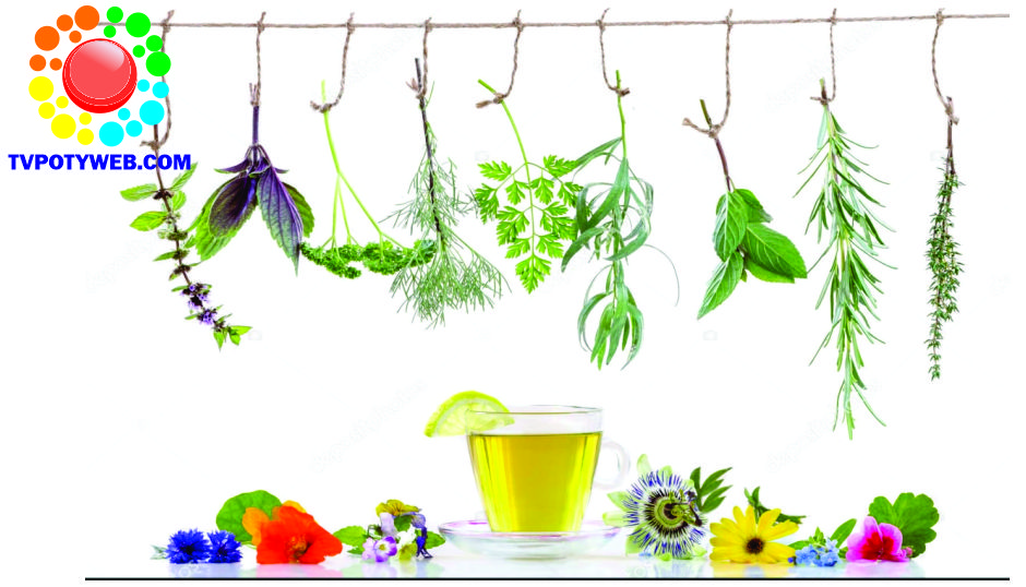 Plantas medicinais são alternativa no tratamento de diversas doenças, veja quais