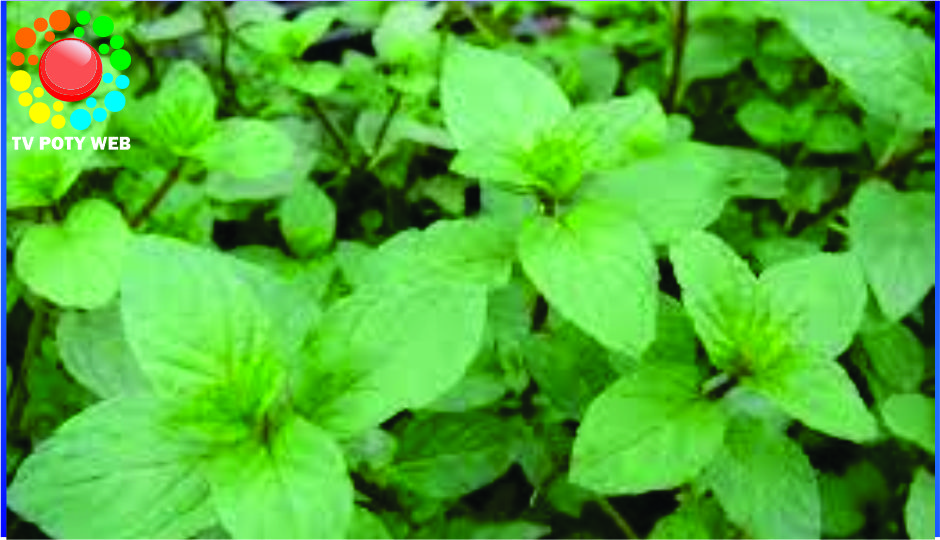 Hortelã-pimenta: o que é e como usar no dia a dia