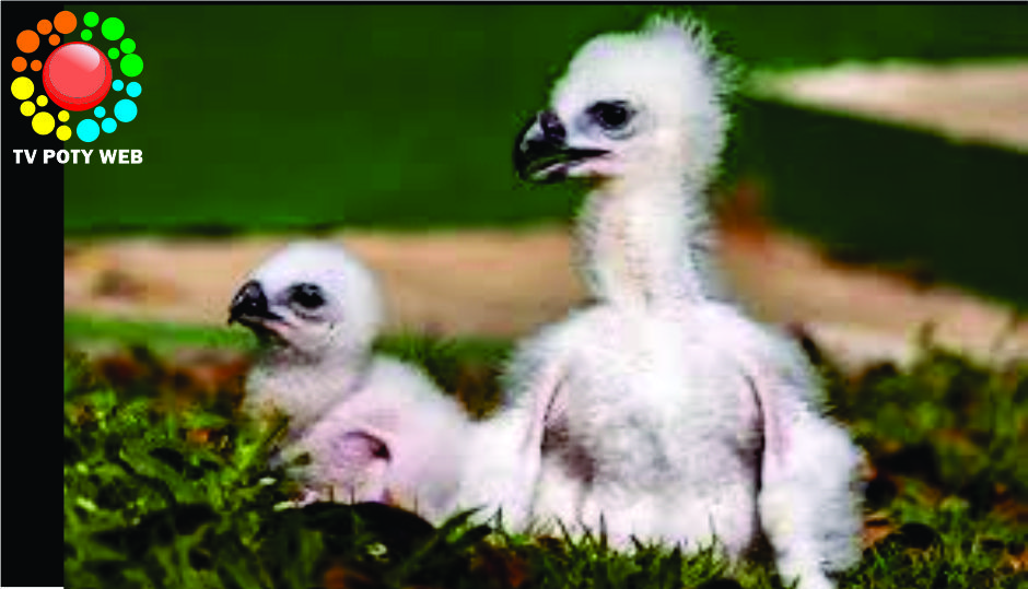 Filhote da maior águia do planeta aparece vivo em ninho no Pantanal