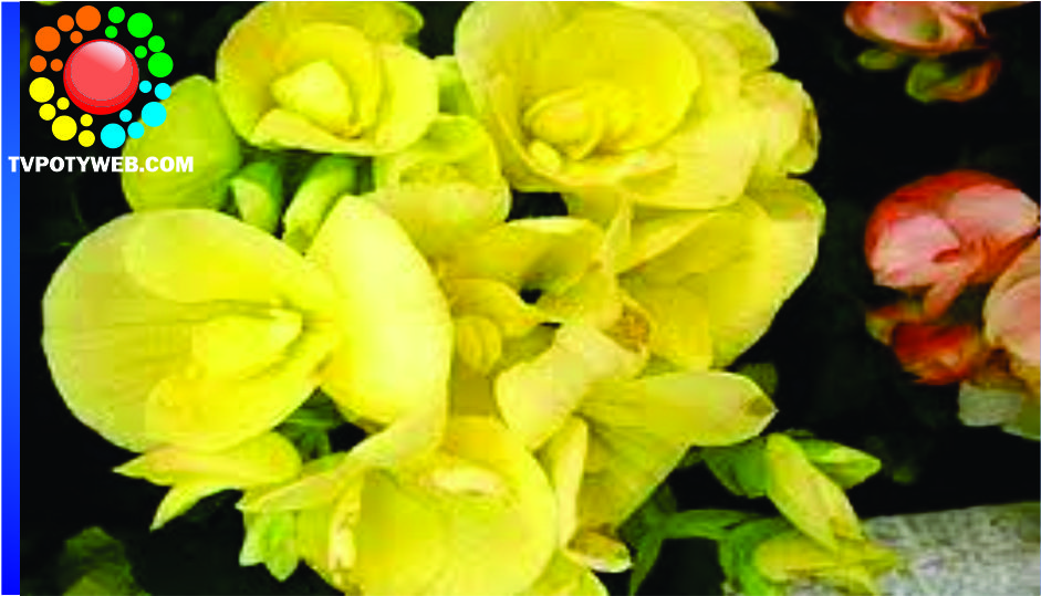 Planta considerada extinta há 100 anos reaparece.